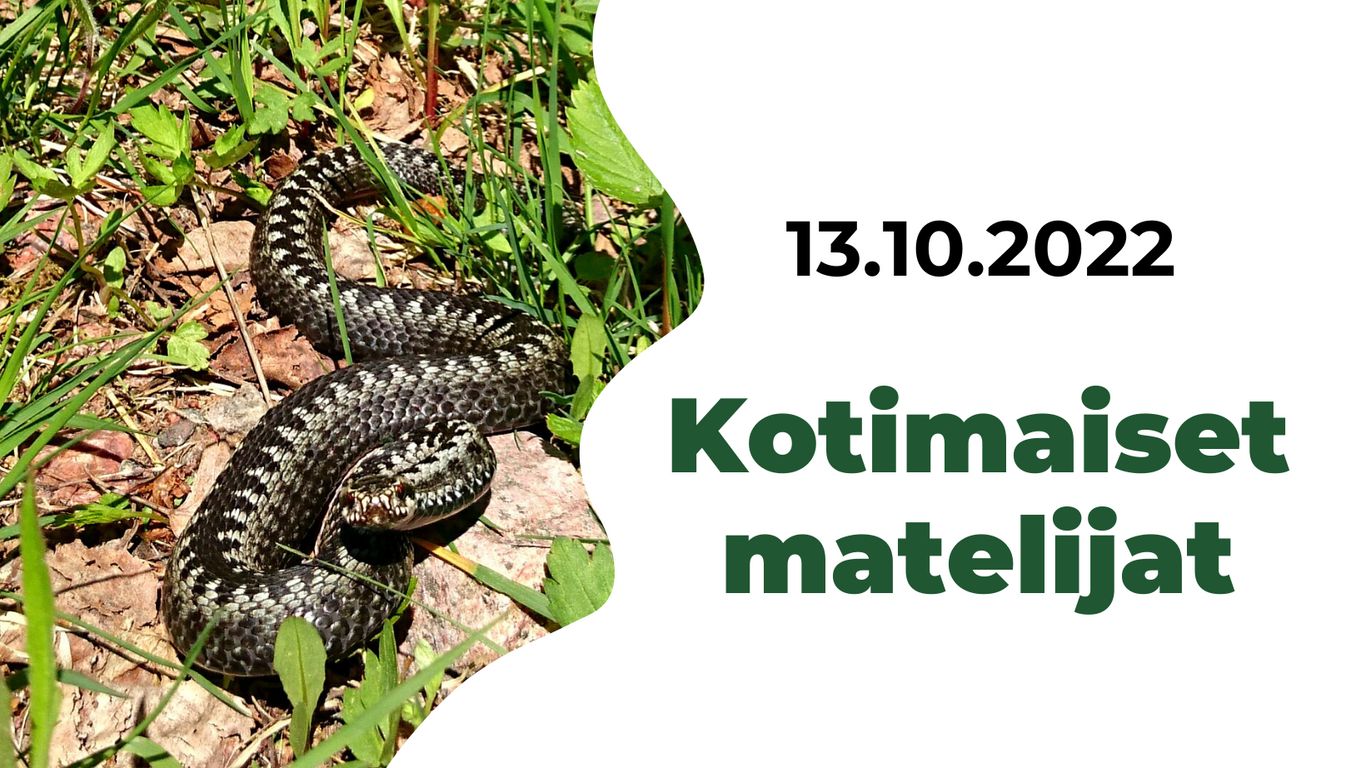 Luontoilta Loviisan pääkirjastossa : Kotimaiset matelijat -  Loviisan kaupunki